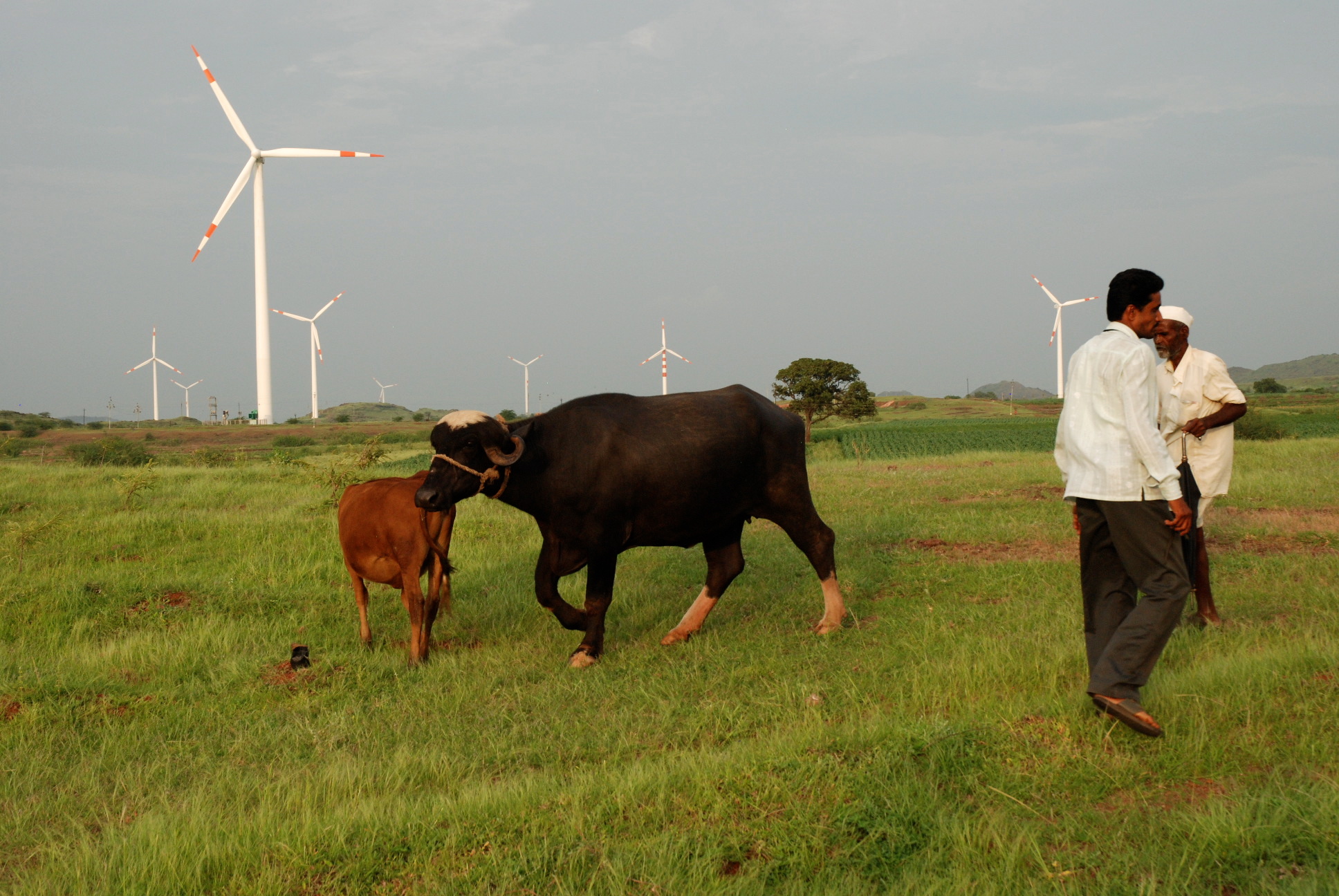 Bildresultat för vindkraft i Indien